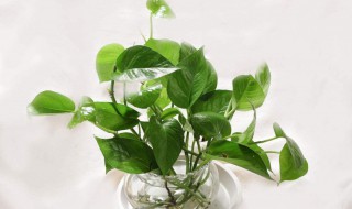 水养花技巧是什么 如何用水养花的技巧