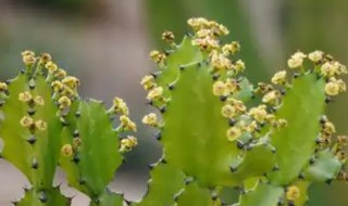 火殃勒怎么养 火殃勒如何养