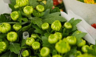 四季菊花怎么养 四季菊花怎么养多开花