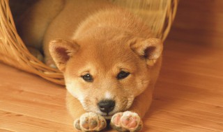 5个月大的狗狗一天应该吃几顿饭（5个月大的狗狗一天应该吃几顿饭正常）