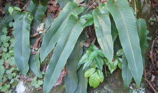 石韦是什么意思（石韦的意思）