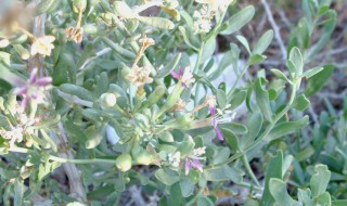 锦鸡儿的养殖方法（锦鸡儿的养殖方法和注意事项有哪些）