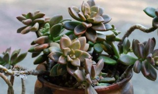 朱丽叶多肉植物怎么养 朱丽叶多肉植物怎么养好