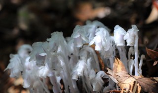 水晶兰怎么养（水晶兰怎么养护和管理）