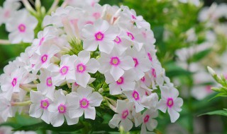 花卉福禄考怎么养(福禄考花种植方法)