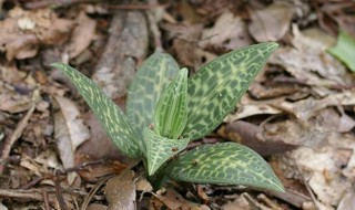 斑叶兰怎么养 斑叶兰怎么养才能开花