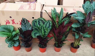 红美丽竹芋的养殖方法和注意事项（红色竹芋的养殖方法）