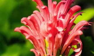 珊瑚花怎么养（珊瑚花怎么养多肉植物）