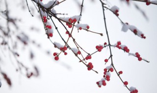 二十四节气小雪的含义 二十四节气小雪由来