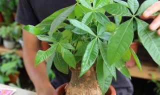 发财树几年能长大（发财树几年能长大根）