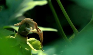 老来俏怎么养（老来俏怎么栽）