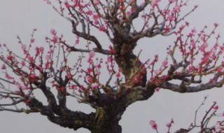 红梅盆景怎么养 红梅盆景怎么养殖方法