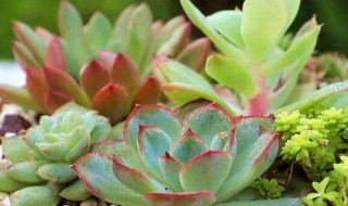 波路多怎么养（波路怎么养殖）