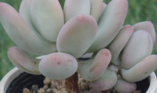 三日月美人怎么养（三日月美人怎么养可以爆盆）