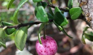 树萝卜过冬养殖方法 树萝卜的养殖方法和注意事项