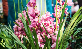 大花蕙兰冬天怎么养（大花蕙兰冬天怎么养好）