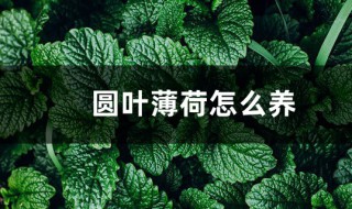 圆叶薄荷怎么养 圆叶薄荷怎么养护