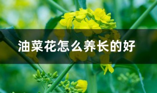 油菜花怎么养（油菜花怎么养活）