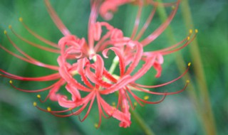 石蒜花怎么养（石蒜花怎么养护）