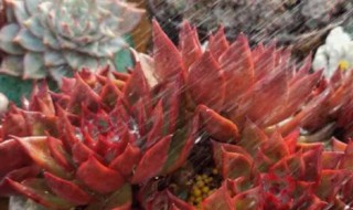 东云多肉怎么养 东云多肉怎么养护