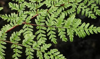 银粉背蕨的药用价值 银粉背蕨的副作用