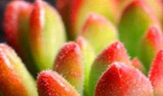 红唇多肉怎么养 红唇多肉怎么养出状态