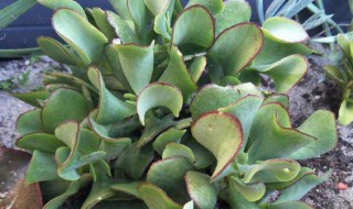 知更鸟多肉怎么养 知更鸟可以养么