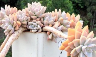 淡雪多肉怎么养 淡雪多肉怎么养成多头