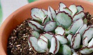 多肉植物巧克力线怎么养（巧克力线多肉怎么繁殖）