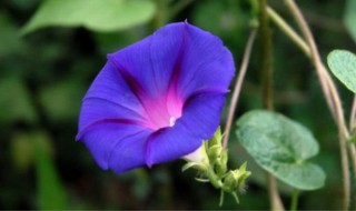 圆叶牵牛怎么养（圆叶牵牛有什么作用）