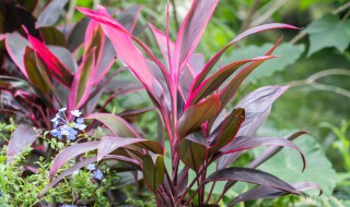 朱蕉怎么养（朱蕉怎么养护）