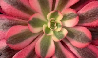 美杜莎法师怎么养(美杜莎法师怎么养护)