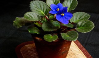 宝莲灯的养殖方法和注意事项（宝莲灯的养殖方法和注意事项有哪些）