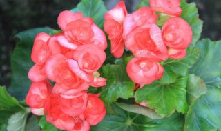 四季海棠怎么养才能更茂盛 四季海棠怎么养才能更茂盛些