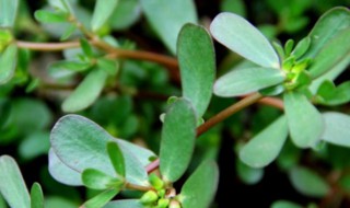 彩虹马齿苋怎么养 彩虹马齿苋怎么繁殖