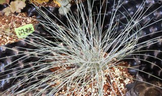 蓝羊茅怎么养 蓝羊茅怎么养护管理