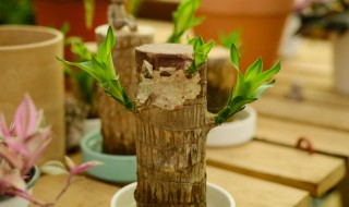 巴西木水养怎么养 巴西木怎样水养