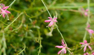 山桃草怎么养 山桃草怎么养殖方法