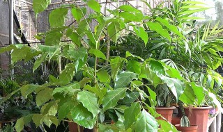 幸福树秋天怎么养（幸福树秋冬季怎么养）