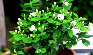 四季茉莉怎么养(四季茉莉怎么养护)