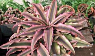 姬凤梨怎么养（姬凤梨怎么养殖方法）