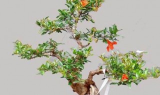 小果柿盆景怎么养 小果柿盆景家里养风水好吗