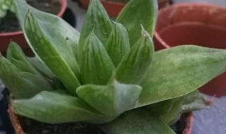 冰露怎么养（冰露的养殖方法和注意事项）