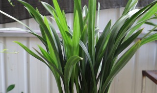新买的墨兰怎么养 新买的墨兰怎么养好