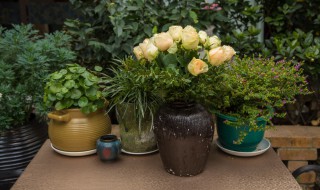 螺纹铁怎么养(螺纹铁怎么养才茂盛)