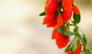 枸杞盆景怎么养 枸杞盆景怎么养过度