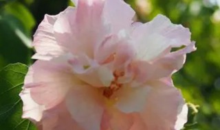 三醉芙蓉怎么养（三醉芙蓉好养吗）