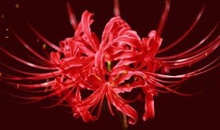 什么花被称为恶魔之花 什么花被称为恶魔之花的花语