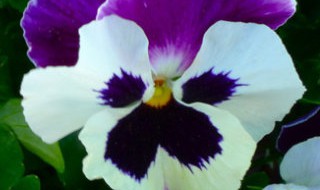 鬼脸花的传说（鬼脸花的花语）