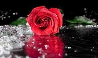 四季玫瑰的养殖方法和注意事项 四季玫瑰的养殖方法和注意事项四季梅冬天怎么养